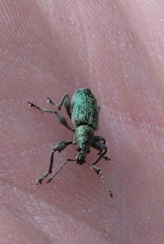 Réf. 163 663 : Phyllobius pomaceus