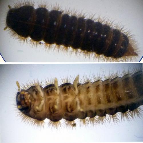Lagria sp.