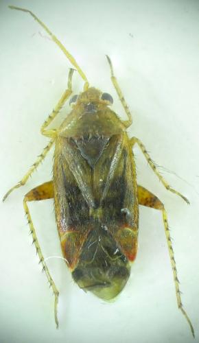 Psallus flavellus