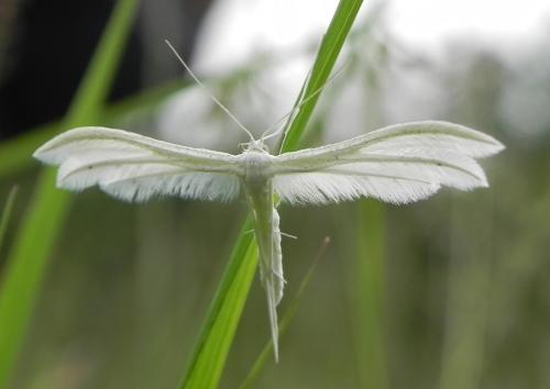 Pterophorus pentadactyla