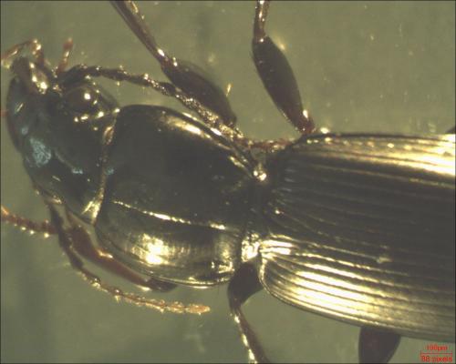 Pterostichus madidus
