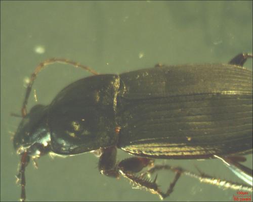 Calathus fuscipes