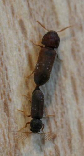 Ptilinus pectinicornis