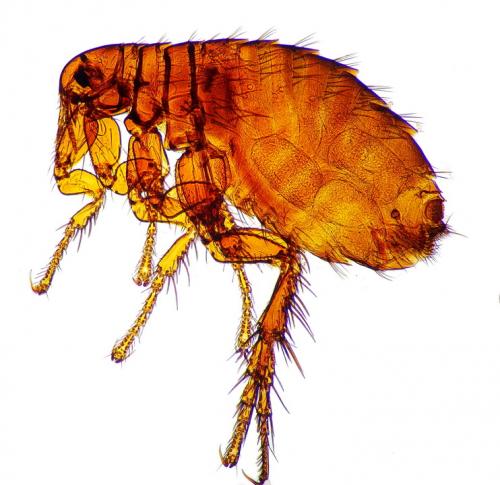 Pulex irritans