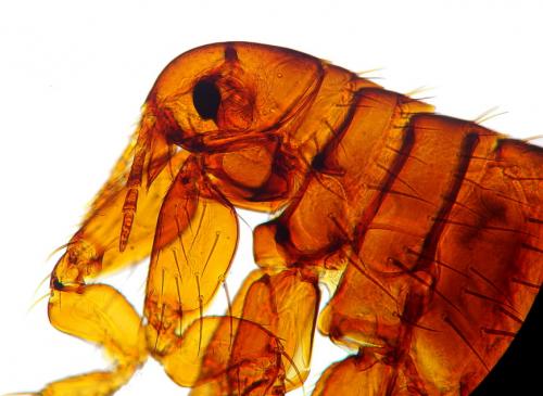 Pulex irritans