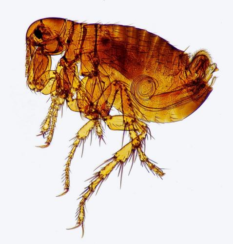 Pulex irritans