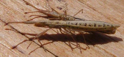 Prionotylus brevicornis