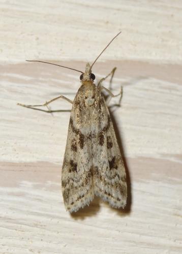 Réf. 163 135 : Eudonia angustea