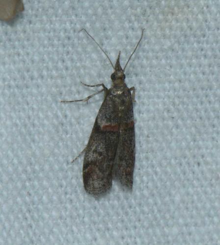 Réf. 163 529 : Acrobasis obliqua