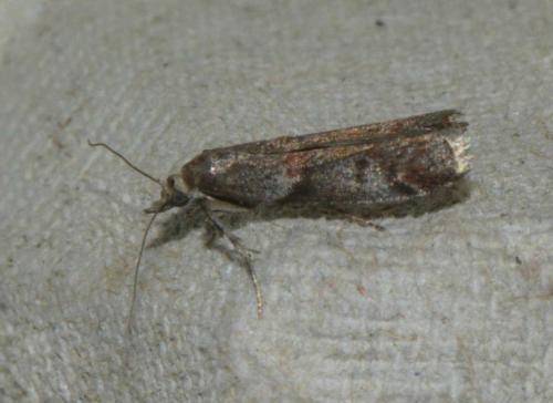 Réf. 163 530 : Acrobasis obliqua