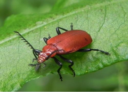 Réf. 163 537 : Pyrochroa serraticornis