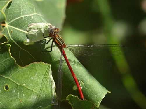Pyrrhosoma nymphula