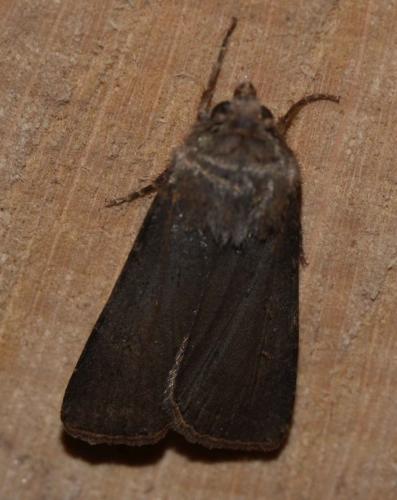 Agrotis segetum
