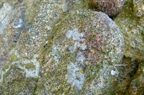 Réf. 163 433 : Eupithecia vulgata