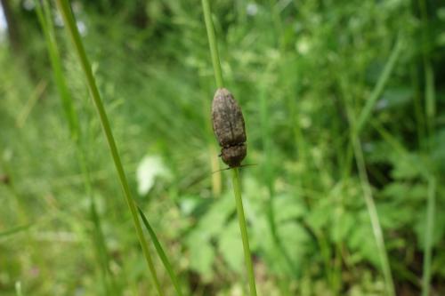 Agrypnus murinus