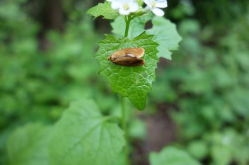Réf. 163 052 : Ptycholoma lecheana