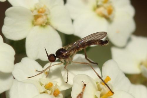 Rhamphomyia sp.
