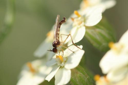 Rhamphomyia sp.
