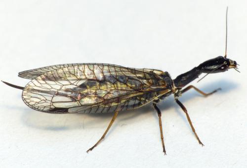 Phaeostigma notatum