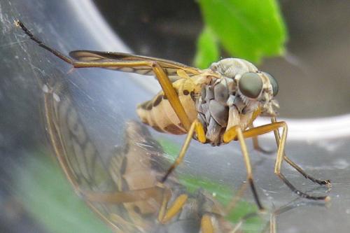 Rhagio vitripennis
