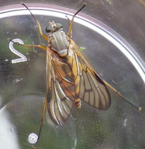 Rhagio vitripennis