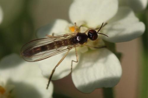 Réf. 163 521 : Rhamphomyia sp.
