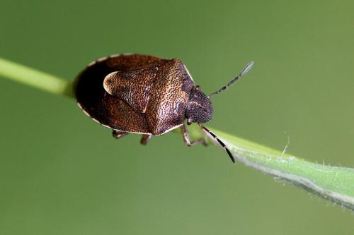 Réf. 163 868 : Rubiconia intermedia