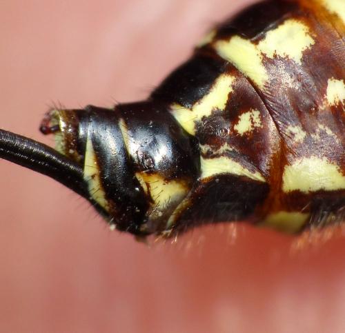 Phaeostigma notatum