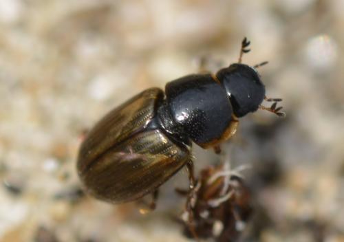 Melinopterus sp.