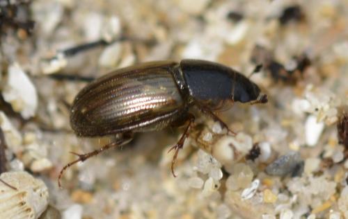 Réf. 163 796 : Melinopterus sp.