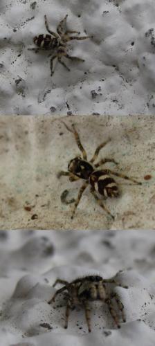 Réf. 163 305 : Salticus scenicus