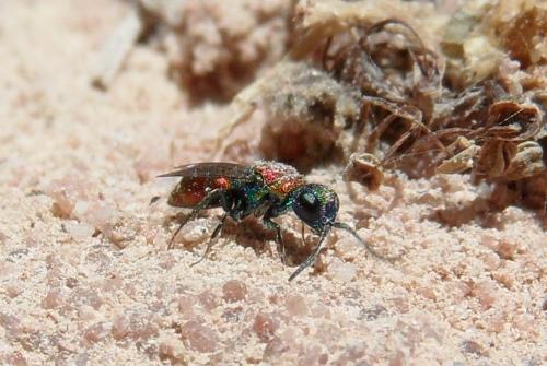 Réf. 163 720 : Chrysis sp.