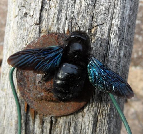 Réf. 163 237 : Xylocopa violacea