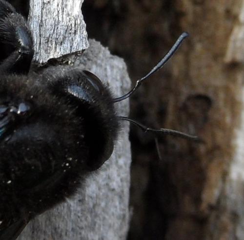 Xylocopa violacea