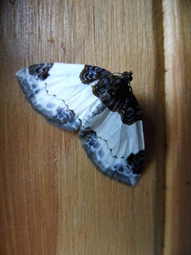 Réf. 163 968 : Mesoleuca albicillata