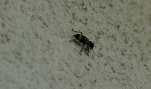 Réf. 163 047 : Clerus mutillarius