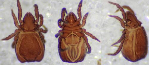 Réf. 163 081 : Nothrus sp.