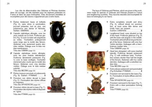 Gibbinae