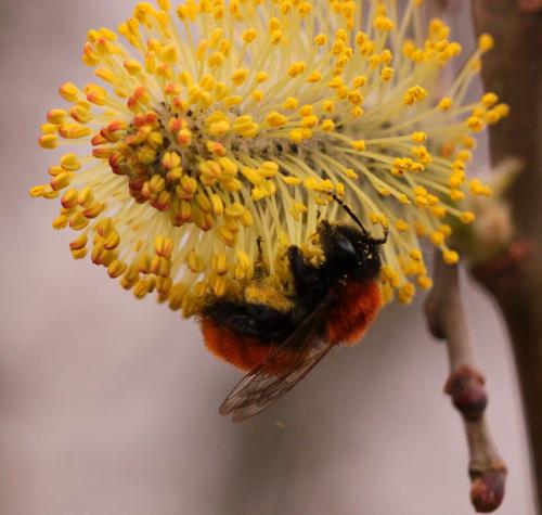 Andrena fulva
