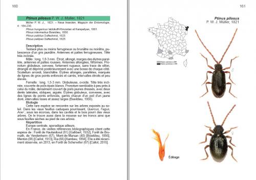 Réf. 163 647 : Gibbinae inconnu