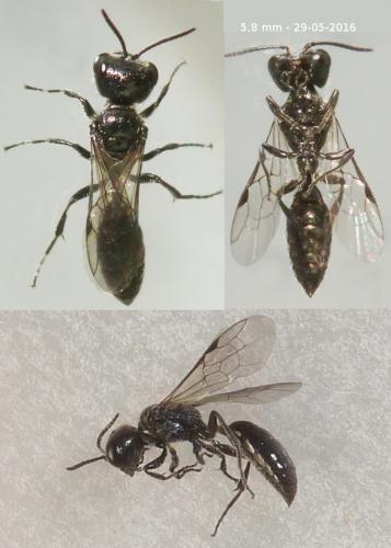 Réf. 163 398 : Pemphredon lethifer