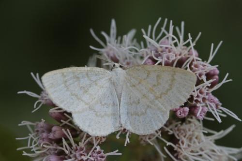 Réf. 163 602 : Cabera exanthemata