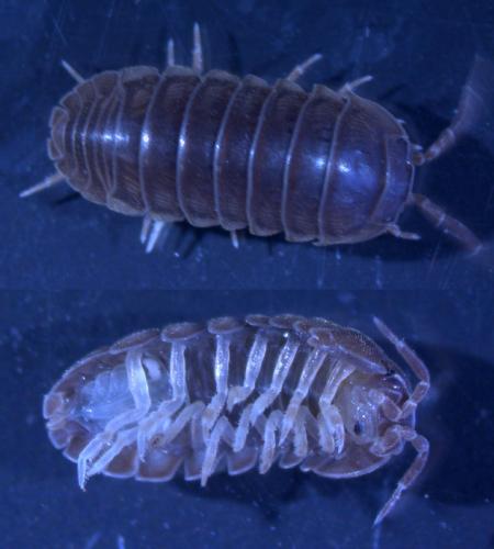 Réf. 163 468 : Eluma caelatum