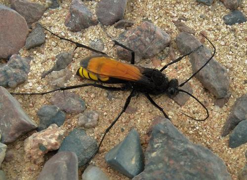 Ctenagenia vespiformis