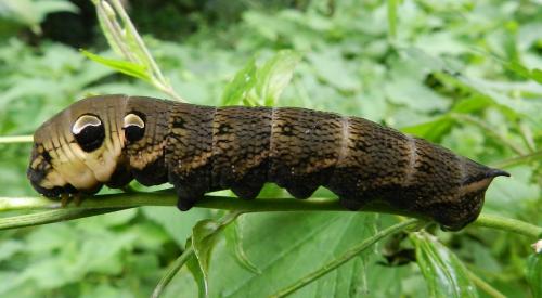 Deilephila elpenor