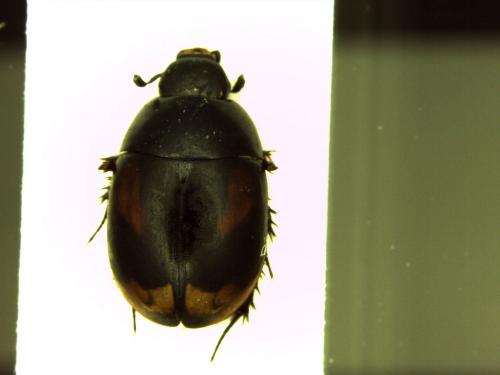 Réf. 163 660 : Sphaeridium marginatum