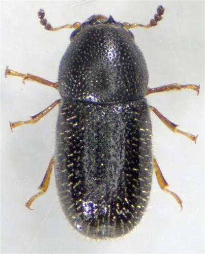 Sulcacis nitidus