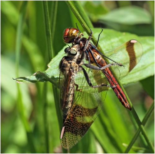 Réf. 163 962 : Sympetrum pedemontanum