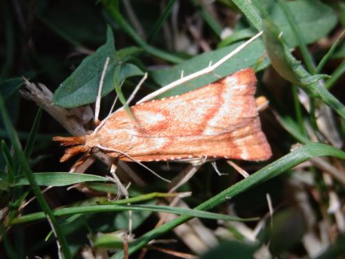 Réf. 163 794 : Synaphe punctalis