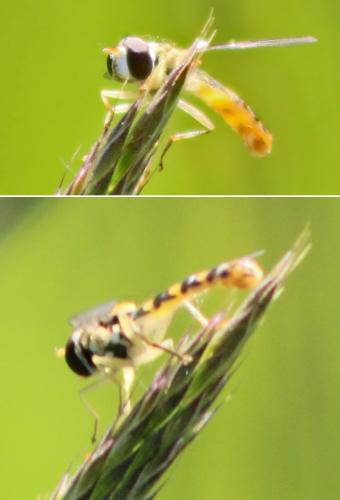 Sphaerophoria sp.
